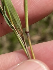 Muhlenbergia glabrifloris