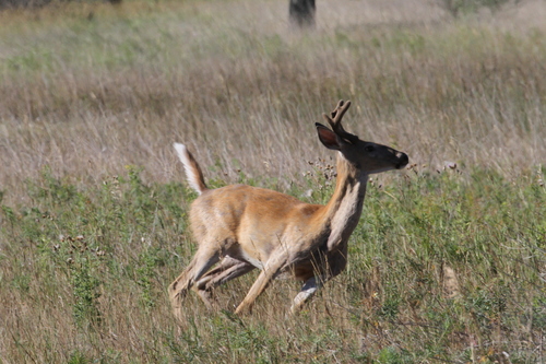 White-tailed Deer photographed in North Dakota