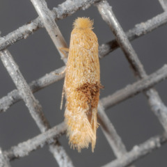 Bucculatrix coronatella