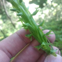 Platanthera volcanica