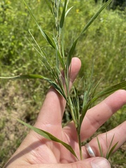 Muhlenbergia glabrifloris