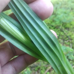 Platanthera volcanica