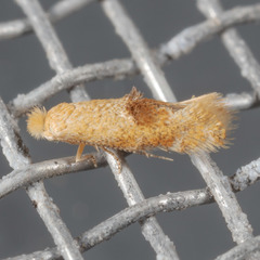 Bucculatrix coronatella