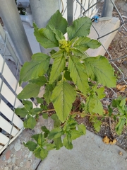 Amaranthus retroflexus