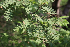 Bursera copallifera