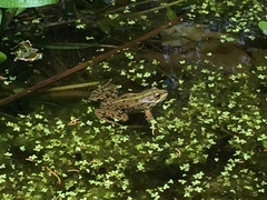 Pelophylax kurtmuelleri