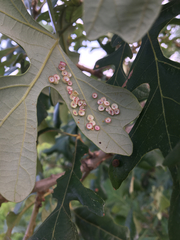 Phylloteras volutellae