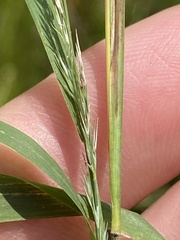 Muhlenbergia glabrifloris