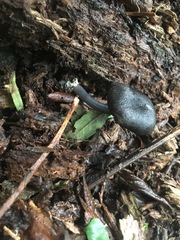 Entoloma moongum