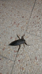 Lethocerus cordofanus