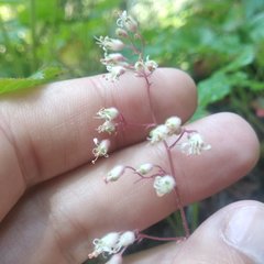 Heuchera longipetala