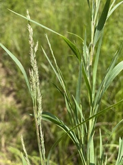 Muhlenbergia glabrifloris