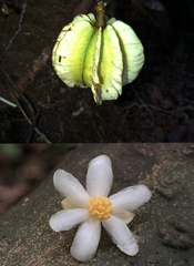 Carpotroche platyptera