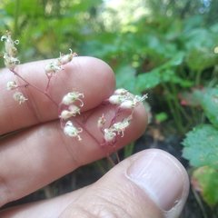 Heuchera longipetala
