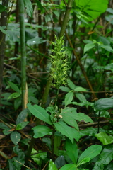 Habenaria pantlingiana