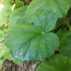 Heuchera longipetala