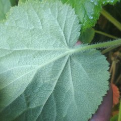 Heuchera longipetala