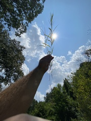 Muhlenbergia glabrifloris