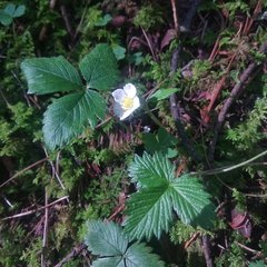 Fragaria mexicana
