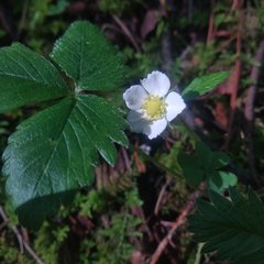 Fragaria mexicana