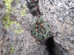 Coryphantha clavata stipitata