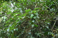 Ficus pumila awkeotsang