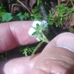 Fragaria mexicana