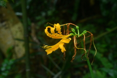 Lycoris aurea
