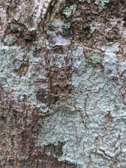 Pseudotrigonidium australis