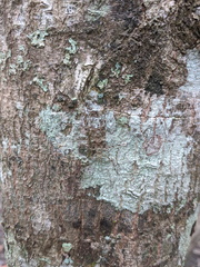 Pseudotrigonidium australis