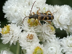 Xestoleptura