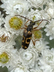 Xestoleptura