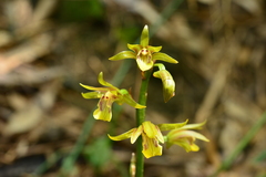Tainia elliptica