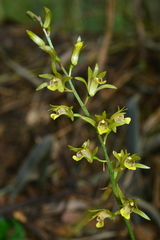 Tainia elliptica