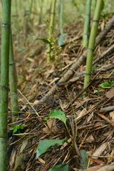 Tainia elliptica