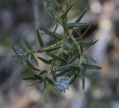 Saxegothaea conspicua