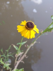 Helenium mexicanum