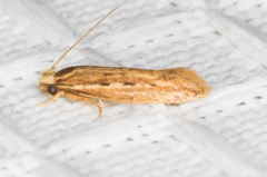 Ypsolopha sp-sw