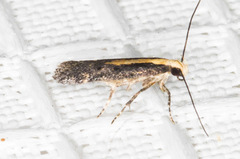 Aroga paraplutella