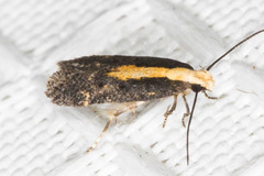 Aroga paraplutella