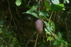 Ficus pumila awkeotsang