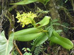 Epidendrum hardingiae
