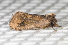 Acrolophus kearfotti