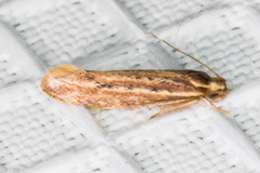 Ypsolopha sp-sw