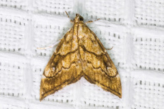 Scybalistodes periculosalis