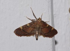 Hypsopygia thymetusalis