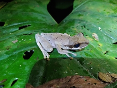 Osteocephalus planiceps