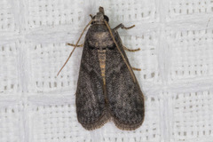 Ectomyelois ceratoniae