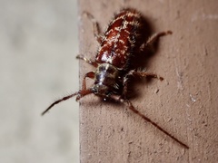 Eupogonius tomentosus