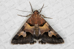 Drasteria pallescens